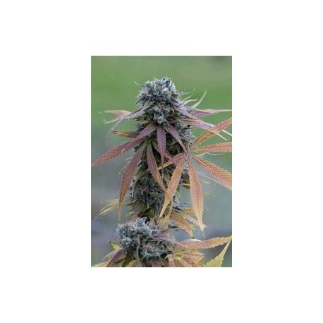 BLUE KUSH AUTO * DINAFEM SEEDS 3 SEMI FEM