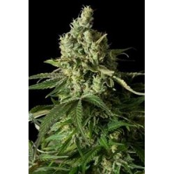 MOBY DICK CBD* DINAFEM SEEDS 3 SEMI FEM