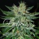 SUGAR BLACK ROSE * DELICIOUS SEEDS INDICA 3 SEMI FEM