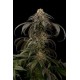 PURPLE AFGHAN KUSH * DINAFEM SEEDS 3 SEMI FEM