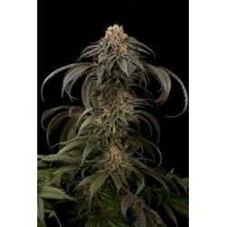 PURPLE AFGHAN KUSH * DINAFEM SEEDS 3 SEMI FEM