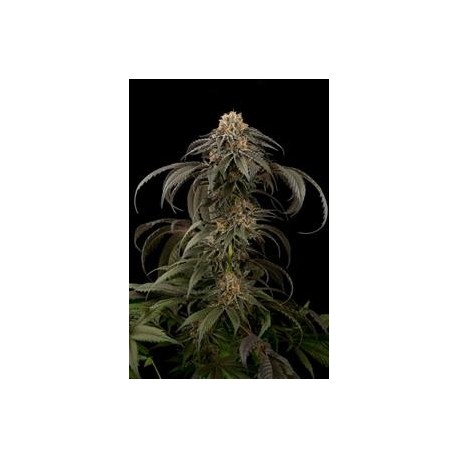 PURPLE AFGHAN KUSH * DINAFEM SEEDS 1 SEME FEM