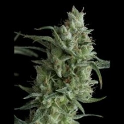 SUPER OG KUSH * PYRAMID SEEDS 5 SEMI FEM 