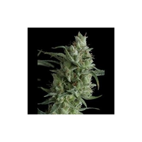 SUPER OG KUSH * PYRAMID SEEDS 5 SEMI FEM 