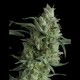 SUPER OG KUSH * PYRAMID SEEDS 1 SEME FEM 