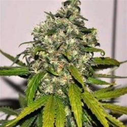 AK-48 AUTO * NIRVANA FEMINIZED 10 SEMI FEM