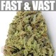 FAST & VAST AUTO * HEAVYWEIGHT SEEDS 10 SEMI FEM