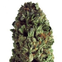 BUDZILLA * HEAVYWEIGHT SEEDS 5 SEMI FEM