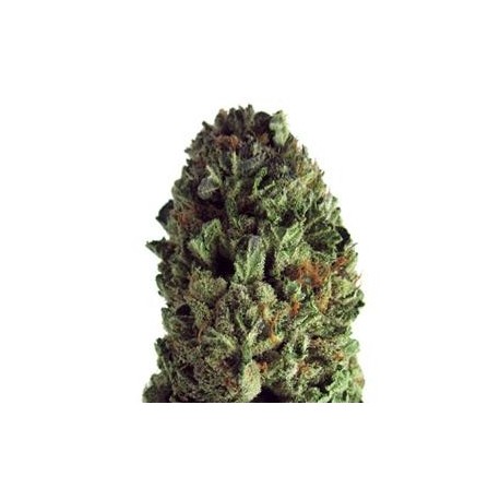 BUDZILLA * HEAVYWEIGHT SEEDS 5 SEMI FEM