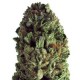 BUDZILLA * HEAVYWEIGHT SEEDS 10 SEMI FEM