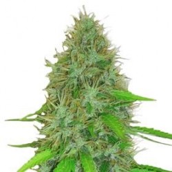 2 FAST 2 VAST AUTO * HEAVYWEIGHT SEEDS 5 SEMI FEM