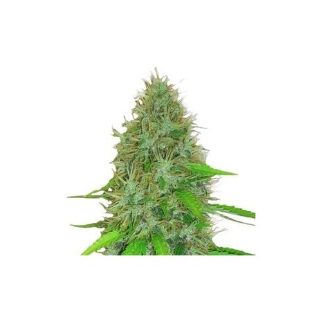 2 FAST 2 VAST AUTO * HEAVYWEIGHT SEEDS 5 SEMI FEM