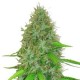 2 FAST 2 VAST AUTO * HEAVYWEIGHT SEEDS 10 SEMI FEM