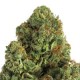 MIDNIGHT MASS * HEAVYWEIGHT SEEDS 10 SEMI FEM