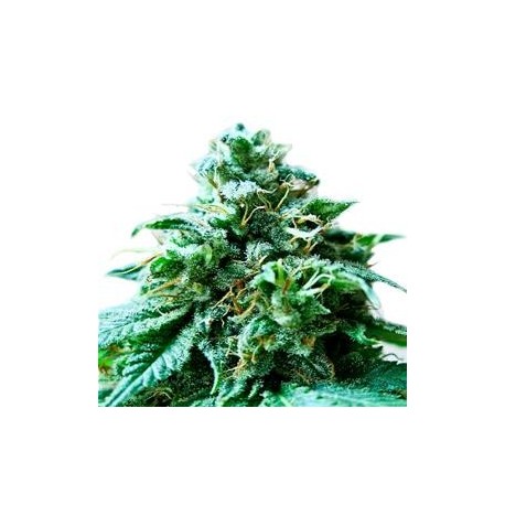 SUPERB OG * HEAVYWEIGHT SEEDS 5 SEMI FEM