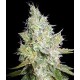 CRITICAL KALI MIST * DELICIOUS SEEDS SATIVA 3 SEMI FEM