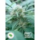 MOZAMBICA *SEEDS OF AFRICA 12 SEMI REG 