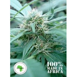 MOZAMBICA *SEEDS OF AFRICA 12 SEMI REG 