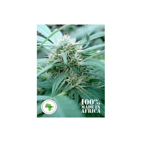 MOZAMBICA *SEEDS OF AFRICA 12 SEMI REG 