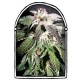 CONFIDENTIAL OG * THE KUSH BROTHERS SEEDS 3 SEMI FEM 