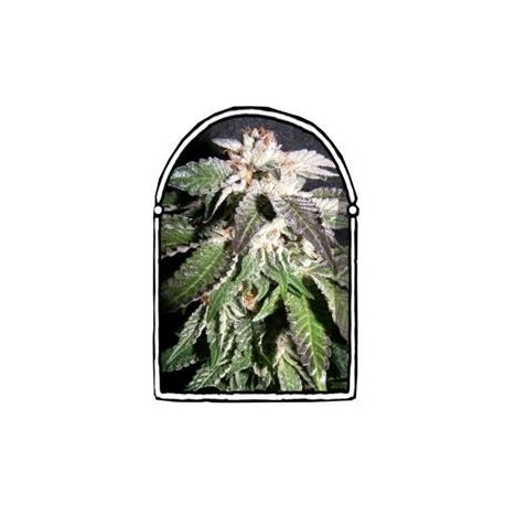 CONFIDENTIAL OG * THE KUSH BROTHERS SEEDS 3 SEMI FEM 