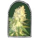 MASS KUSH * THE KUSH BROTHERS SEEDS 3 SEMI FEM 