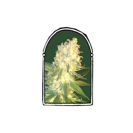 MASS KUSH * THE KUSH BROTHERS SEEDS 3 SEMI FEM 