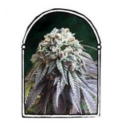 THE DARK SIDE * THE KUSH BROTHERS SEEDS 1 SEME FEM 