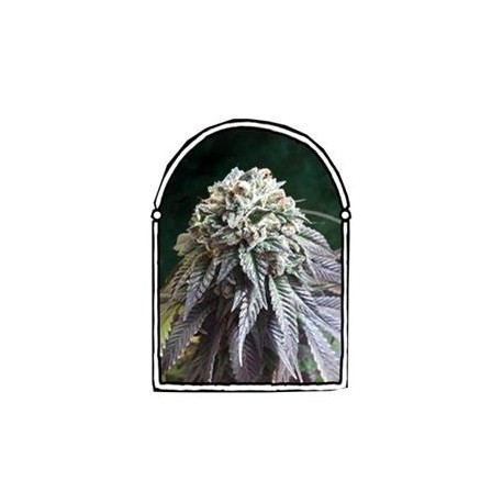 THE DARK SIDE * THE KUSH BROTHERS SEEDS 1 SEME FEM 