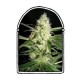 YELLOWSTONE * THE KUSH BROTHERS SEEDS 1 SEME FEM 