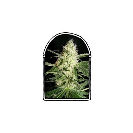 YELLOWSTONE * THE KUSH BROTHERS SEEDS 1 SEME FEM 