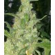 TURING AUTOFLOWERING * SUPER STRAINS SEEDS FEMINIZED 5 SEMI 