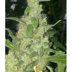 TURING AUTOFLOWERING * SUPER STRAINS SEEDS FEMINIZED 5 SEMI 