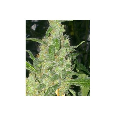 TURING AUTOFLOWERING * SUPER STRAINS SEEDS FEMINIZED 5 SEMI 