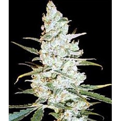 CRITICAL JACK HERER * DELICIOUS SEEDS SATIVA 5 SEMI FEM