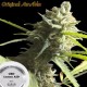 CBD LEMON AID * ORIGINAL SENSIBLE SEED 1 SEME FEM