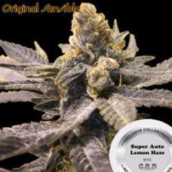 SUPER AUTO LEMON HAZE * ORIGINAL SENSIBLE SEED 1 SEME FEM