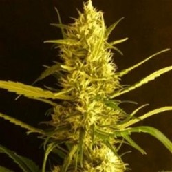 CITRO HAZE * HELVETIC SEEDS 5 SEMI FEM