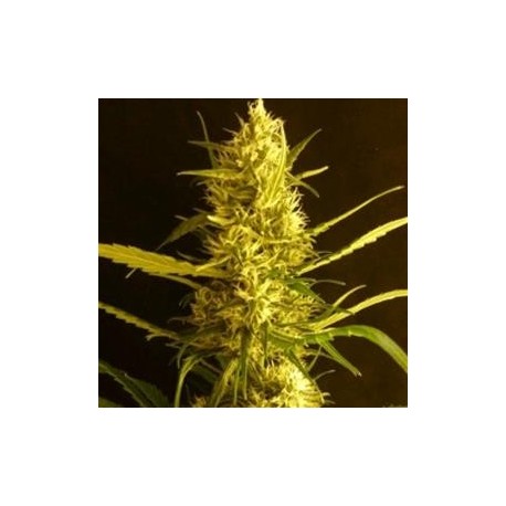 CITRO HAZE * HELVETIC SEEDS 5 SEMI FEM