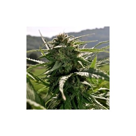 ERDBEER * HELVETIC SEEDS 5 SEMI FEM