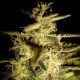 HELVETIC CHEESE * HELVETIC SEEDS 5 SEMI FEM