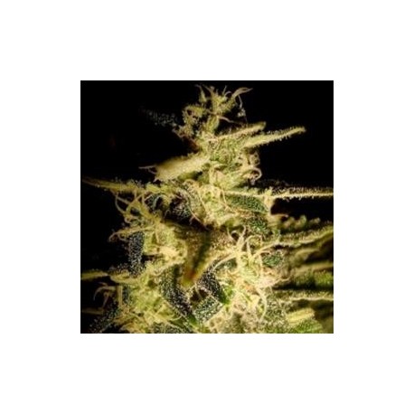 HELVETIC CHEESE * HELVETIC SEEDS 5 SEMI FEM