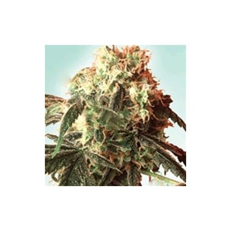 STARDUST * HELVETIC SEEDS 5 SEMI FEM