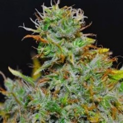 SUPERBERRY * HELVETIC SEEDS 5 SEMI FEM