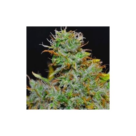 SUPERBERRY * HELVETIC SEEDS 5 SEMI FEM