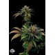 BLUE WIDOW * DINAFEM SEEDS 10 SEMI FEM