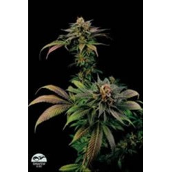 BLUE WIDOW * DINAFEM SEEDS 10 SEMI FEM