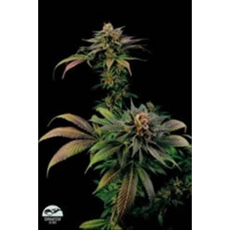 BLUE WIDOW * DINAFEM SEEDS 10 SEMI FEM