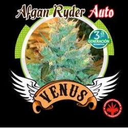 AFGHAN RYDER AUTO * VENUS GENETICS 3 SEMI FEM