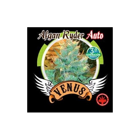 AFGHAN RYDER AUTO * VENUS GENETICS 3 SEMI FEM